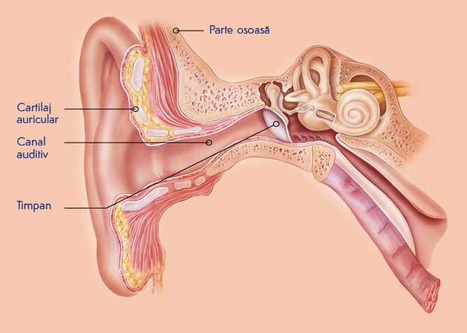 Urechea externa