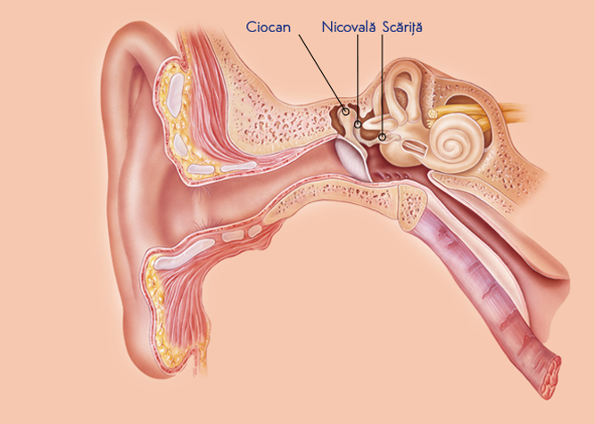 Urechea medie
